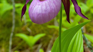 Lady Slipper Flowers: Unveiling Nature’s Enigmatic Beauties