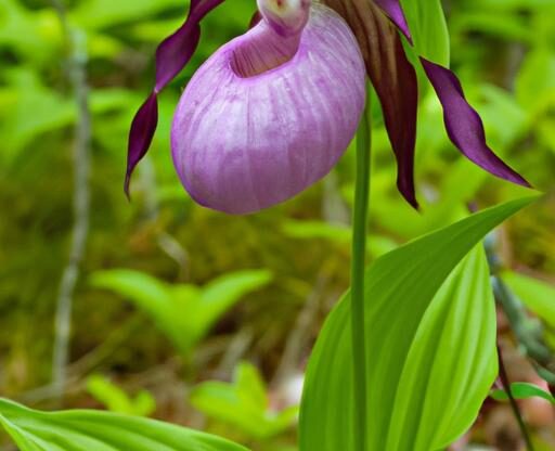 Lady Slipper Flowers: Unveiling Nature’s Enigmatic Beauties