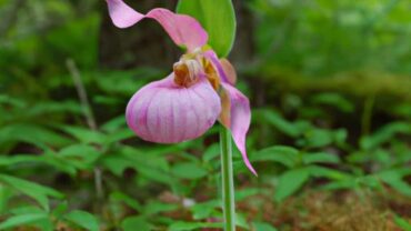Pink Lady Slipper: A Majestic Beauty in the Wilderness